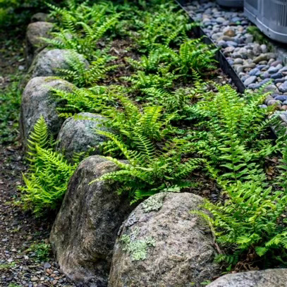 Ferns and low groundcovers shelter the soil between stones.