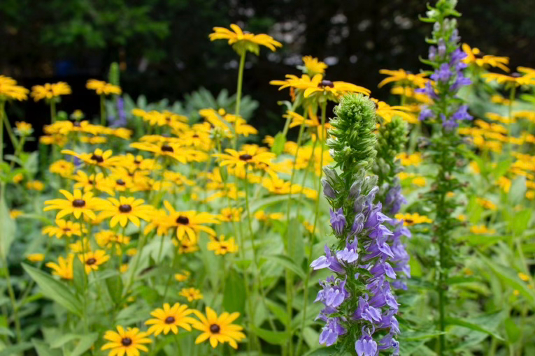 Great blue lobelia (Lobelia siphilitica) feeds bumblebees among black-eyed Susans (Rudbeckia spp.).