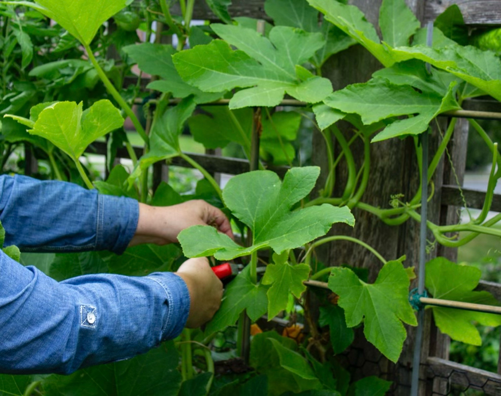 Selective care of squash (Cucurbita sp.) preserves healthy foliage