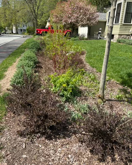 A roadside rain garden in Wellesley. Its first growing season.