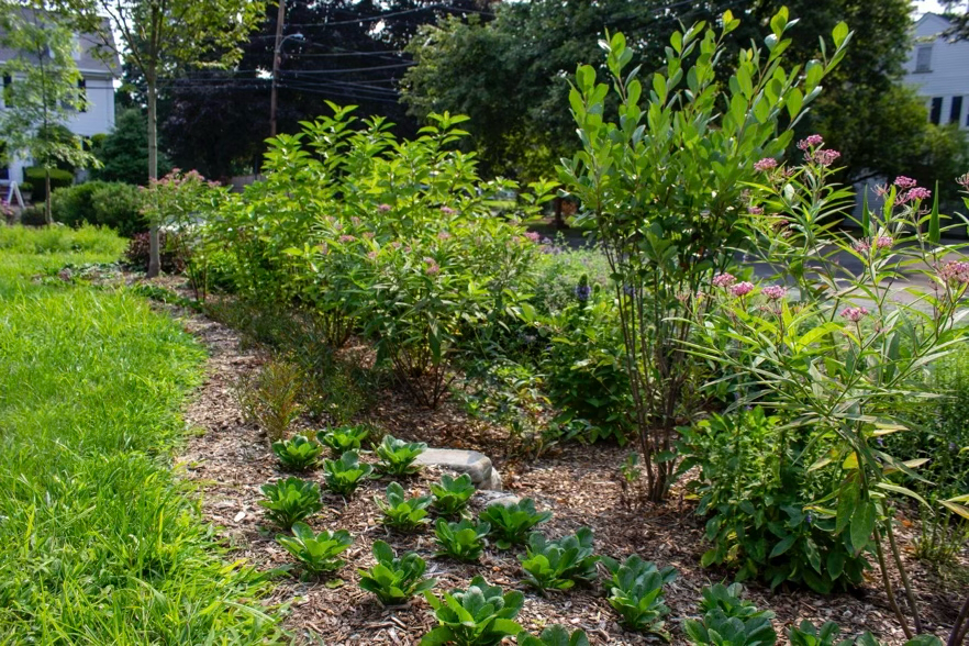 A Wellesley rain garden in its second growing season.
