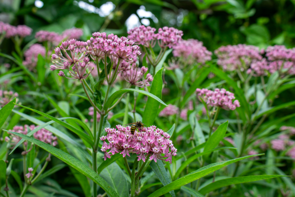 Pink swamp milkweed flowers attract a diverse group of pollinators.