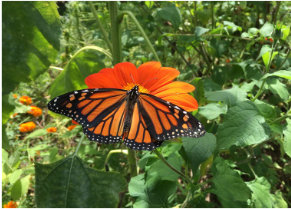 gardens designed for earth