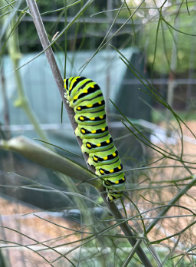 gardens designed for earth