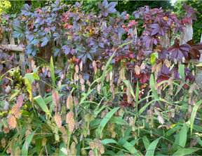 varied ecological functions