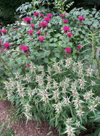 varied ecological functions