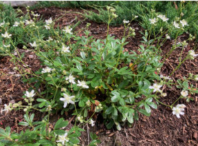 varied ecological functions