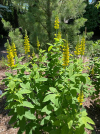 self sustaining garden