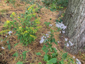 gardens designed for earth